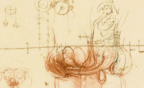 Leonardo da Vinci - anatomie