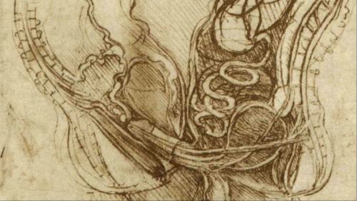 Leonardo da Vinci - skicy z anatomie 